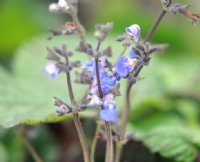 Nice blue flowers on erect stems.