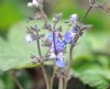 Show product details for Salvia procurrens