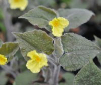 Bright yellow broad petalled flowers.