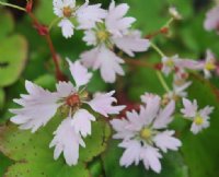 Sugar-pink flowers of a good size.