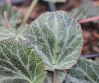 Very attractive deep green and silvery foliage with clean white flowers.