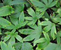 Lovely white flowers over deeply serrated green foliage