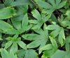 Show product details for Saxifraga acerifolia syn fortunei partita