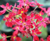 Bright red flowers in autumn