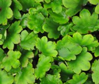 Nice rich green foliage and red flowers