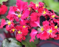 Scarlet red flowers of a good size