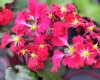 Show product details for Saxifraga fortunei Beni Guruma