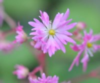 Nice big rich pink flowers