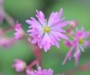 Show product details for Saxifraga fortunei Beni Karen