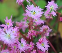 Good mid pink flowers over rich green foliage