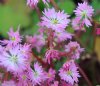 Show product details for Saxifraga fortunei Beni Kirin