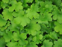 Good mid pink flowers over rich green foliage