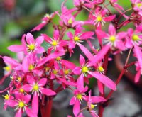 Attractive deep pink flowers over rich green foliage