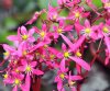 Show product details for Saxifraga fortunei Benimine