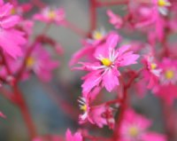 Strong pink to red flowers
