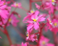 Strong pink to red flowers