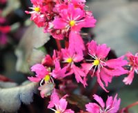 Strong pink to red flowers