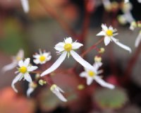 Nice near white flowers in masses