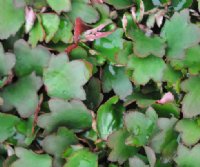 Fabulous double pale pink and purplish foliage