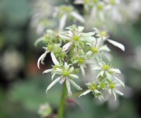 Soft green foliage and white flowers