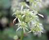 Show product details for Saxifraga fortunei Dai Uchu