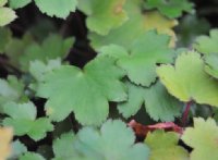 Lovely rich green palmate foliage