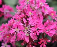 Masses of deep pink flowers