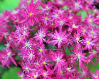 Masses of deep pink flowers