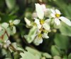 Show product details for Saxifraga fortunei Gelbes Monster