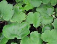 Big creamy green flowers