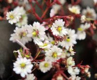 Numerous double creamy white flowers