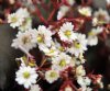 Show product details for Saxifraga fortunei Hakubai