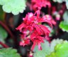 Show product details for Saxifraga fortunei Hiogi