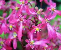 Numerous deep red flowers