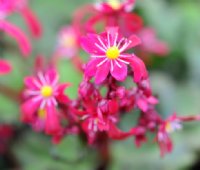 Numerous deep red flowers