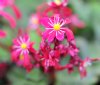 Show product details for Saxifraga fortunei Hyoseki