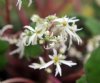 Show product details for Saxifraga fortunei Iyo Hakusui