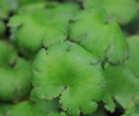 Soft fresh green rounded foliage