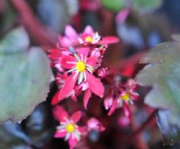 Rich red flowers in late autumn