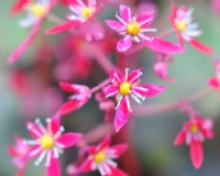 Rich red flowers in late autumn