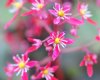 Show product details for Saxifraga fortunei Kawazu Beni