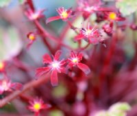 Small deepest red flowers and variegated foliage