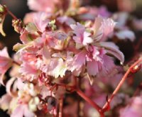 Fabulous double pale pink and purplish foliage