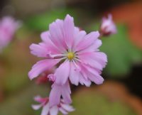 Large soft pink flowers with frilly edges