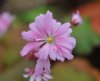 Saxifraga fortunei ...