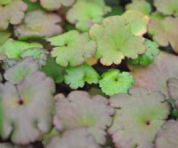 Rich green foliage turning bronze-red in autumn.