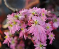 Good sized mid pink frilly flowers