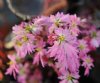 Show product details for Saxifraga fortunei Maiko