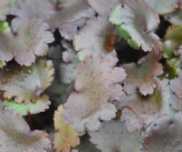 Bronzed round fleshy foliage