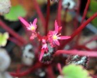 Rich red late flowered hybrid.